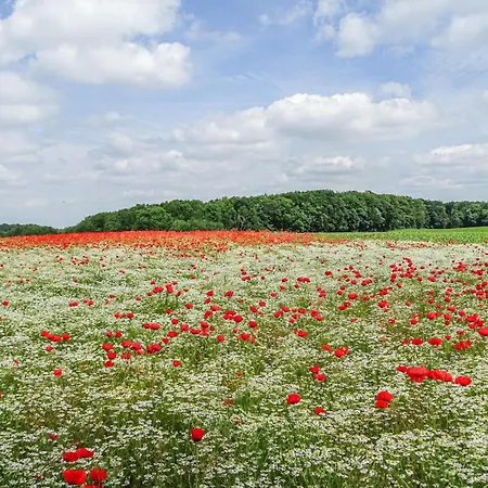 Apartment Pet Friendly Gollwitz